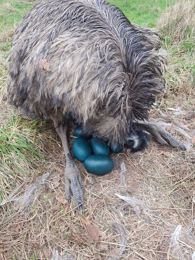 LETTING THE MALE EMU SIT